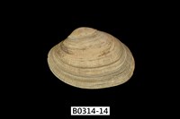 藏品(海瓜子簾蛤)的圖片